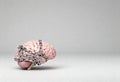 Human brain wrapped in heavy metal chains on gray background, concept of mental restriction, rigidity, cognitive disorder, or Royalty Free Stock Photo