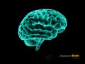 Human brain, x-ray, anatomy structure. Human brain anatomy 3d illustration.