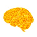 Human brain, yellow marrow