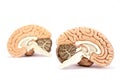 Human brains model on white background