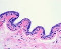 Human breast gland. Lactiferous duct