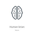Human brian icon. Thin linear human brian outline icon isolated on white background from nature collection. Line vector sign,