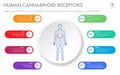 Human Cannabinoid Receptors horizontal business infographic Royalty Free Stock Photo