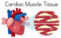 A Human Cardiac Muscle Tissue Royalty Free Stock Photo