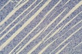 Human cardiac muscle under the microscope Royalty Free Stock Photo