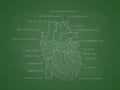 Human cardiac system with descriptions. Educational diagram with human heart cross-section. Royalty Free Stock Photo