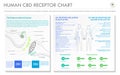 Human CBD Receptor chart horizontal business infographic Royalty Free Stock Photo