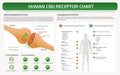 Human CBD Receptor Chart horizontal textbook infographic Royalty Free Stock Photo