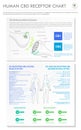 Human CBD Receptor chart vertical business infographic