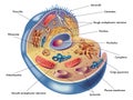 Human cell