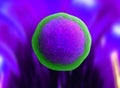 Human cell or animal cell. nucleolus, nucleus, 3d stem cell.