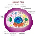 Human cell diagram Royalty Free Stock Photo