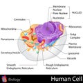 Human Cell Royalty Free Stock Photo