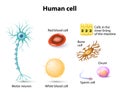 Human cells