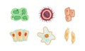 Human Cells as Structural Body Unit with Cytoplasm and Membrane Vector Set