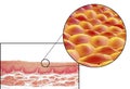 Human cells, micrograph and 3D illustration