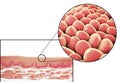 Human cells, micrograph and 3D illustration