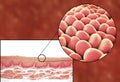 Human cells, micrograph and 3D illustration