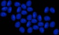 Human cells nuclei nucleus stained blue Royalty Free Stock Photo