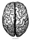 Human cerebrum top view hand draw engraving vintage clip art iso