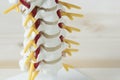 Human cervical spine model Royalty Free Stock Photo