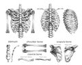 485_human ribcage, bones, set