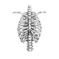 473_human chest, sternum Royalty Free Stock Photo