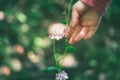 Human child hand touching purple lilac pink flower in garden orchard park. Connection unity with nature. Pretty artistic organic