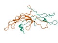 Crystal structure of the human chorionic gonadotropin heterodimer Royalty Free Stock Photo