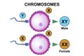 Human chromosomes and fertilization process