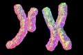 Human chromosomes, illustration