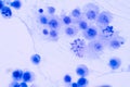 Human chromosomes under microscope view