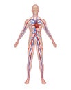 Human Circulation Anatomy Royalty Free Stock Photo