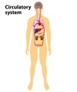 Human circulatory system