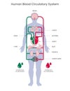 Human circulatory system and Blood circulates through arteries and veins vector illustraion Royalty Free Stock Photo