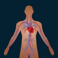 Human circulatory system of cardiovascular blood circulation