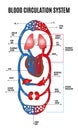 Human circulatory system. Diagram of circulatory system with main parts labeled. Vector illustration of great and small