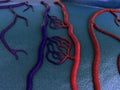 Human circulatory system