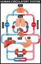 Human circulatory system vector illustration diagram Royalty Free Stock Photo