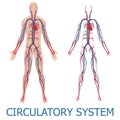 Human circulatory system Royalty Free Stock Photo