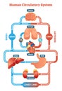 Human Circulatory System vector illustration diagram, blood vessels scheme Royalty Free Stock Photo