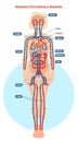 Human Circulatory System vector illustration diagram, blood vessels scheme Royalty Free Stock Photo