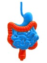 Human colon