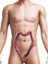 Human colon Royalty Free Stock Photo