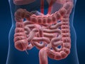 Human colon Royalty Free Stock Photo