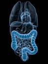 Human colon Royalty Free Stock Photo