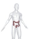 Human colon Royalty Free Stock Photo