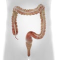 The human colon Royalty Free Stock Photo