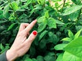 Human connection with nature: hand exploring rain fresh vegetation. Suitable for environmental awareness, sustainability projects Royalty Free Stock Photo