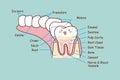 Human dental anatomy tooth